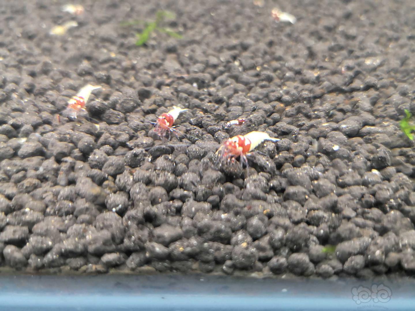 【水晶虾】出红白1000只，洞头300只-图1