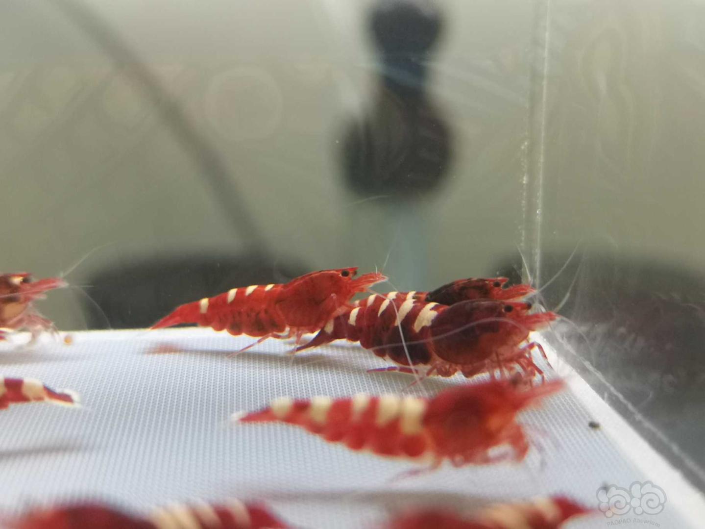 【虾】2019-07-31#RMB拍卖红姘头斑马繁殖组3公9母-图9