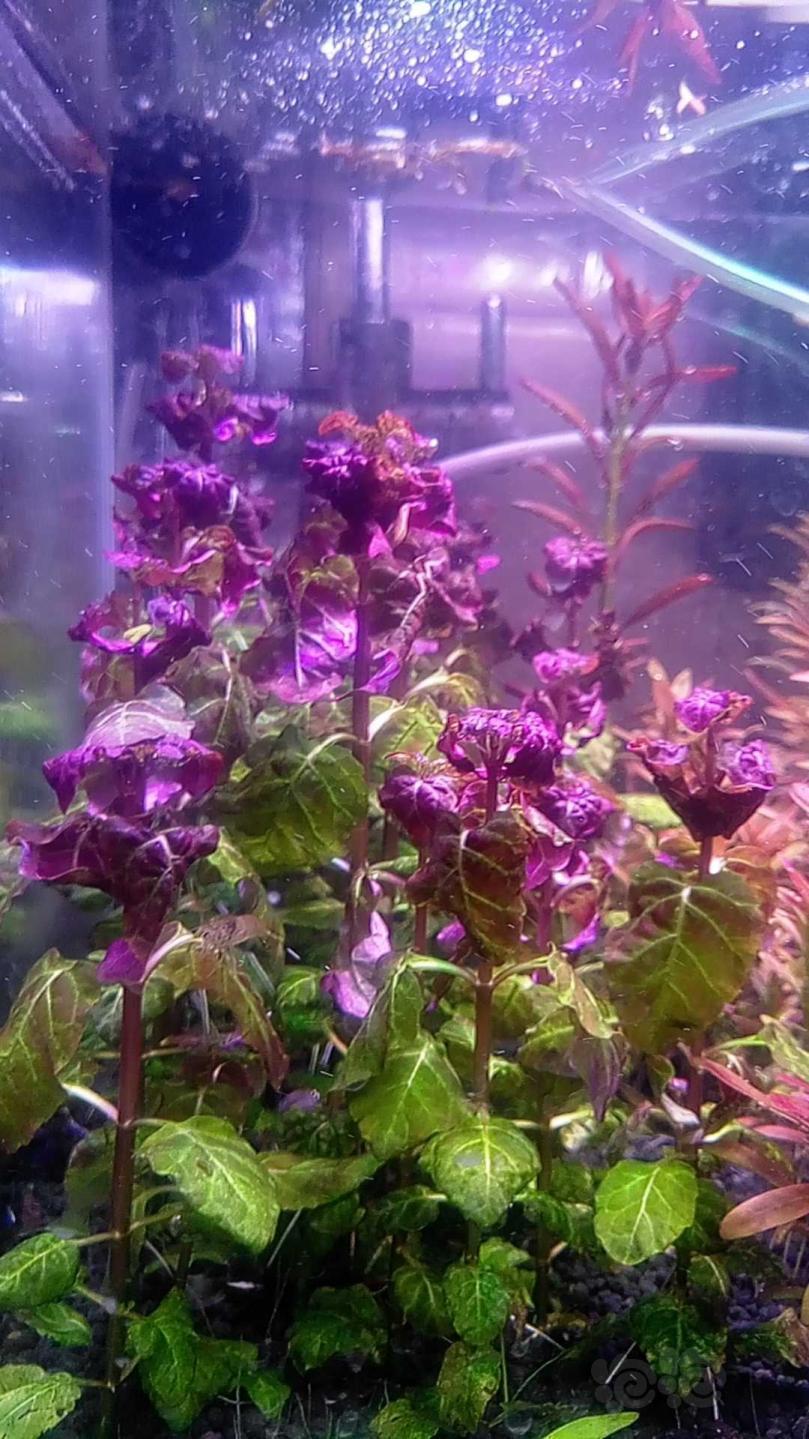 出水草百叶太阳五彩薄荷迷你红太稀少吐血谷精