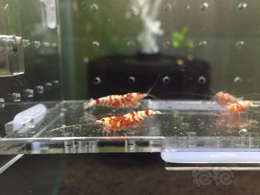 【虾】2019-7-7#RMB拍卖红花虎成虾一份5只-图2