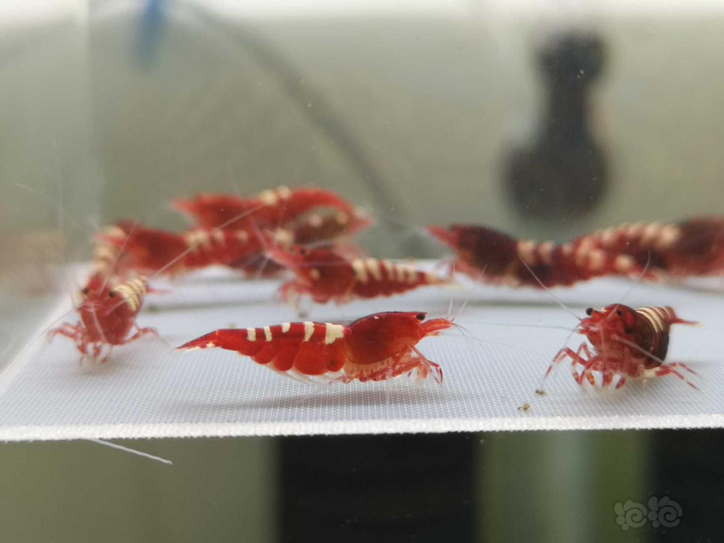 【虾】2019-07-31#RMB拍卖红姘头斑马繁殖组3公9母-图12