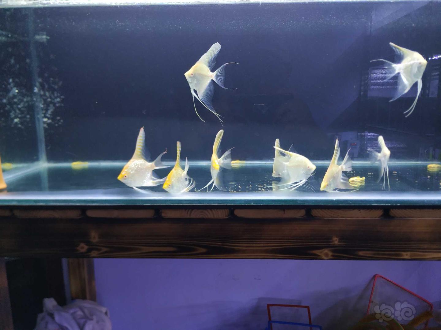 【热带鱼】出玻璃燕-图2