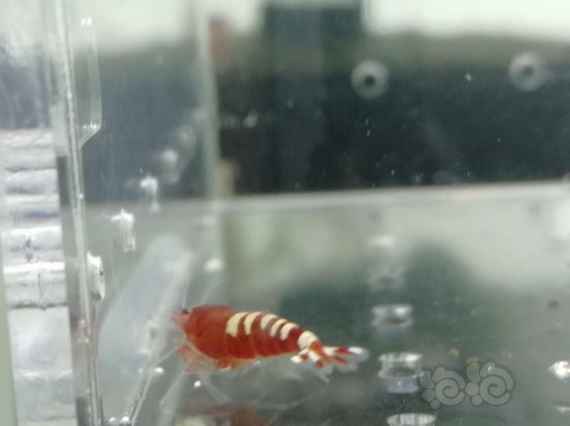 【虾】2019-07-06#RMB拍卖红斑马一份15只-图2