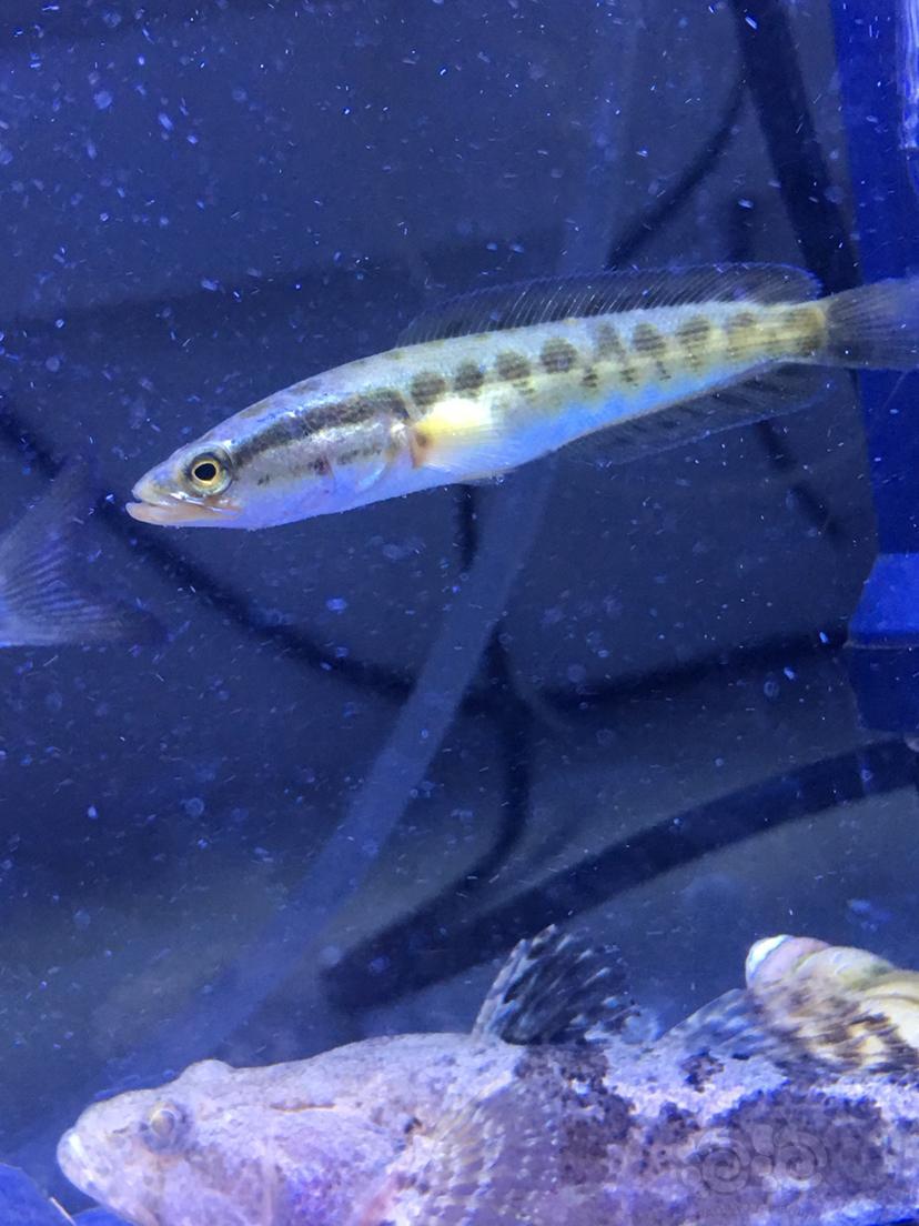 这是什么鱼 野采到的