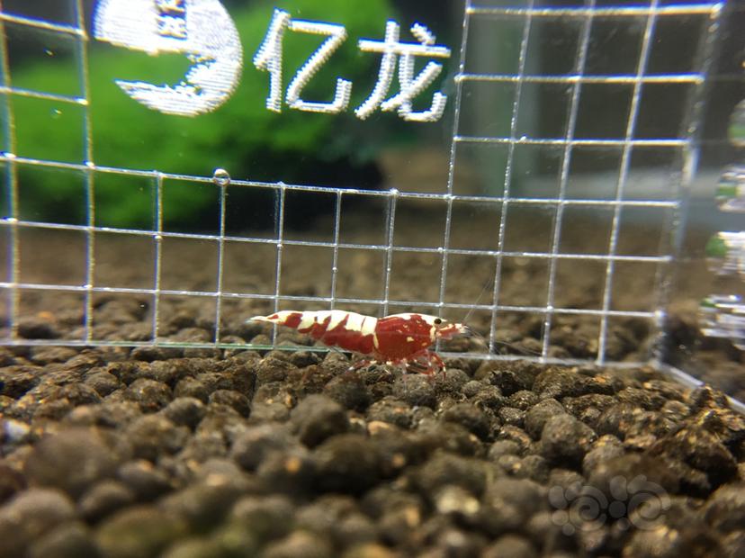 【虾】2019-07-19#RMB拍卖红银河水晶虾一份6只-图1