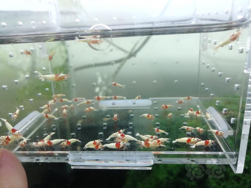 【虾】2019-07-27#RMB拍卖红白纯血白驱辉煌一份30只-图2