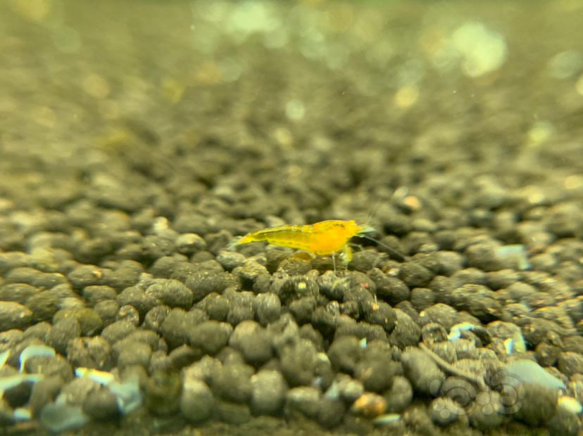 金眼黄金刚水晶虾-图3