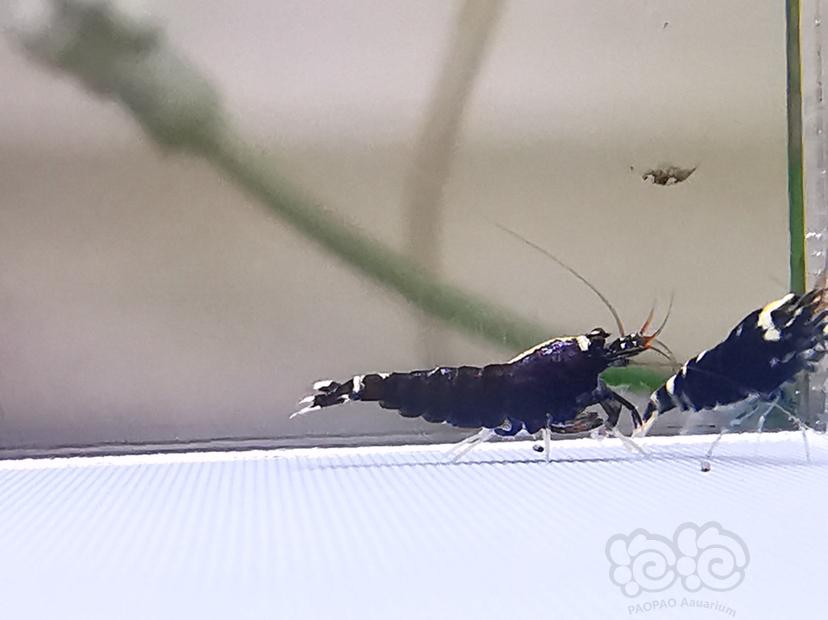 【虾】2019-7-25#RMB拍卖金属紫幼虾1份5只。-图3