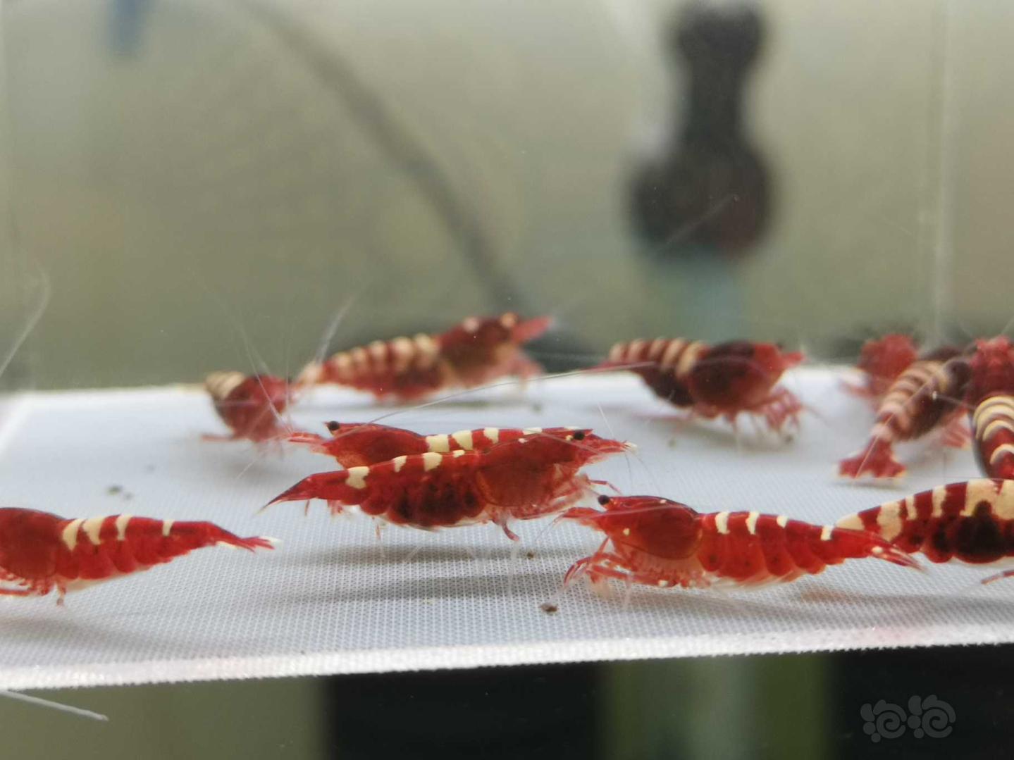 【虾】2019-07-31#RMB拍卖红姘头斑马繁殖组3公9母-图5