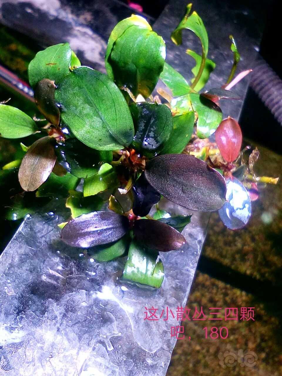 【辣椒榕】出野猪海，紫-图5
