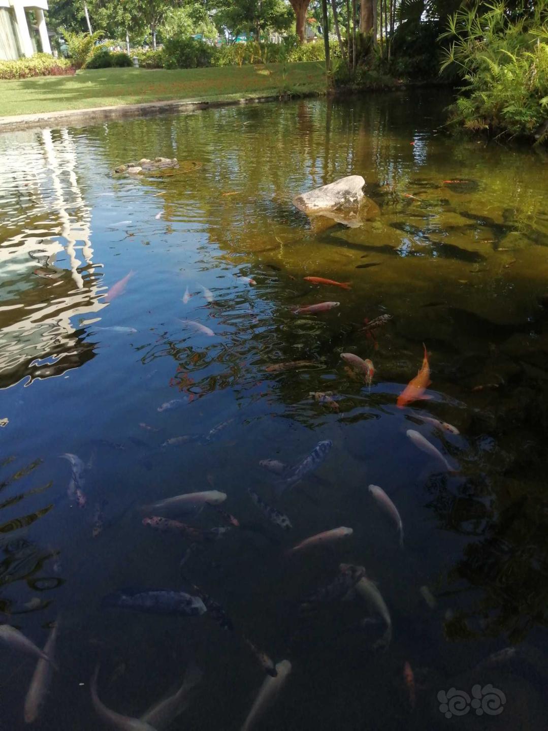 马来西亚香格里拉酒店的鱼池-图1