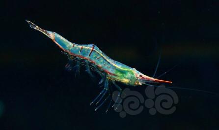 国产红鼻虾淡水繁殖图片