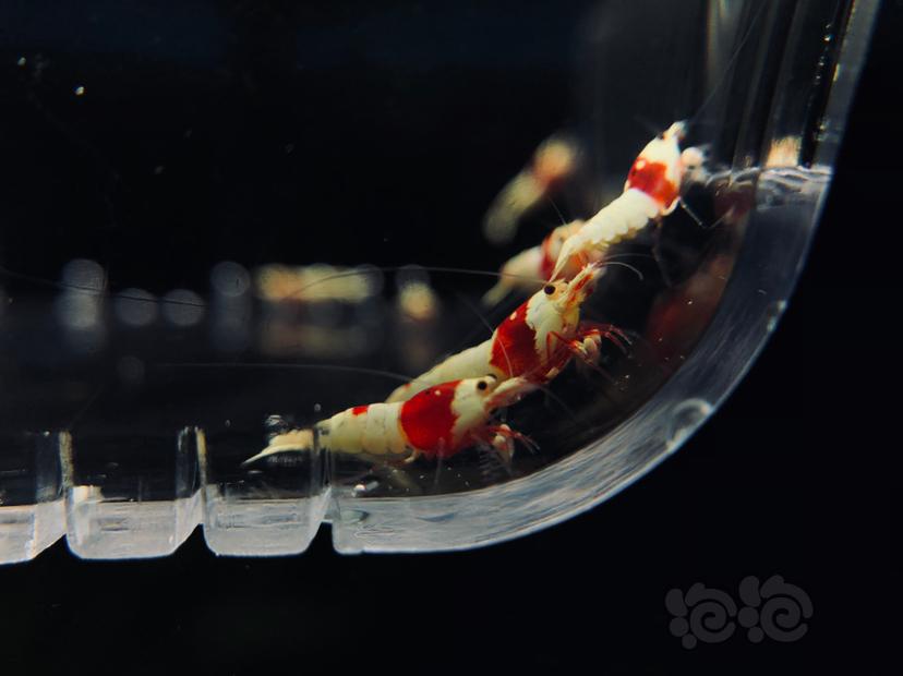 【虾】2019-7-1#RMB拍卖纯血红白水晶虾一份10只-图3