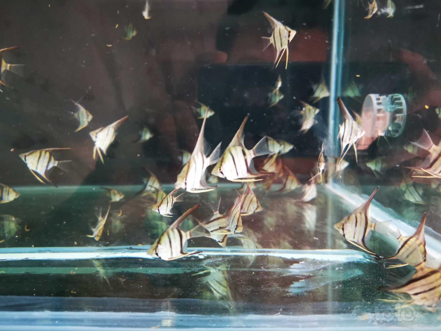 【热带鱼】出一批自己繁殖的喷点秘鲁F1，品质如图-图2