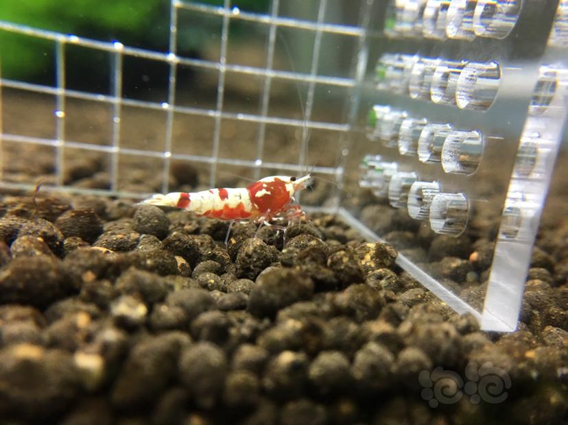 【虾】2019-07-19#RMB拍卖红银河水晶虾一份6只-图3