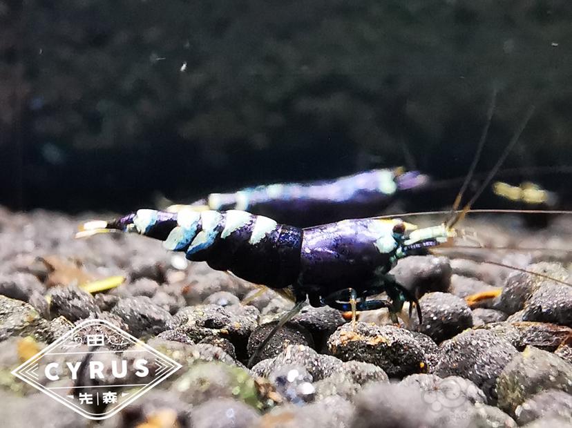 金属紫虎p！-图1