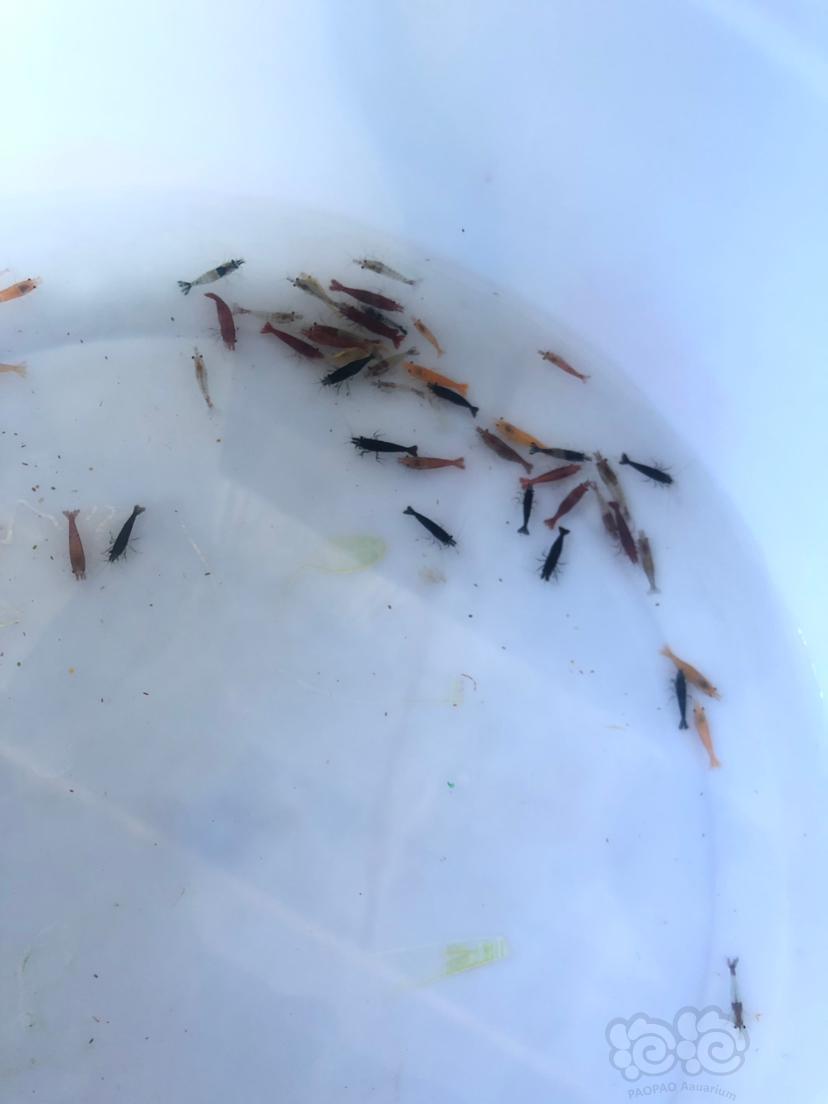 结果很感人,两天后小宝贝们顺利到达,惊喜的是居然没有一个挂掉的