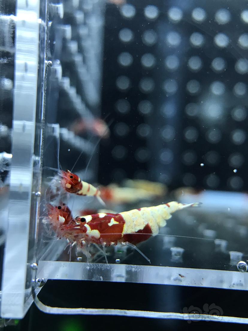 【虾】2019－7－27#RMB拍卖红姘头水晶虾40只-图1