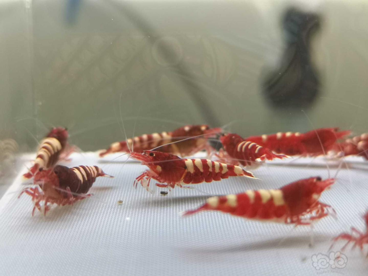 【虾】2019-07-31#RMB拍卖红姘头斑马繁殖组3公9母-图11