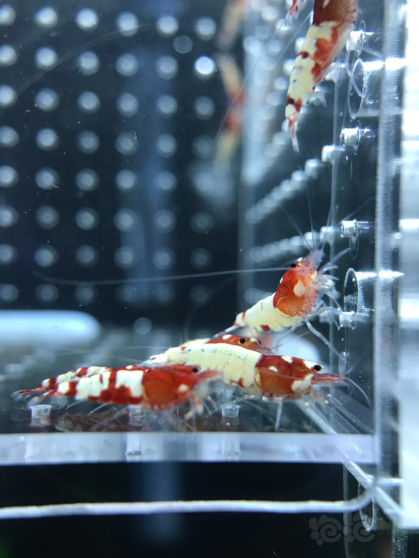 【虾】2019－7－27#RMB拍卖红姘头水晶虾40只-图2