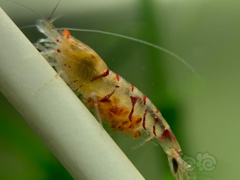 金眼红虎纹水晶虾-图3