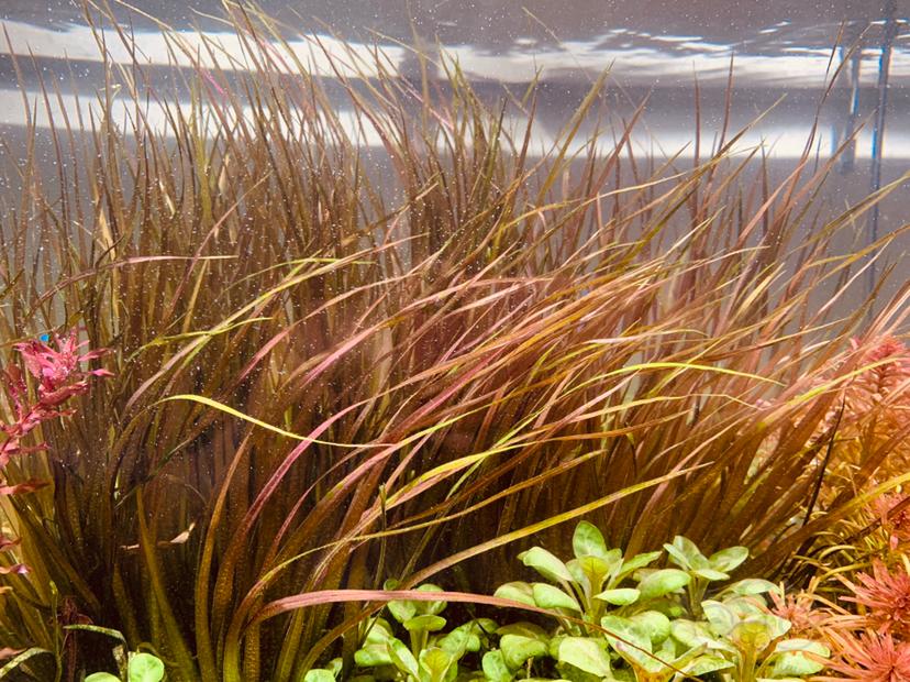 红渍藻，大颗，25cm长，两颗-图2