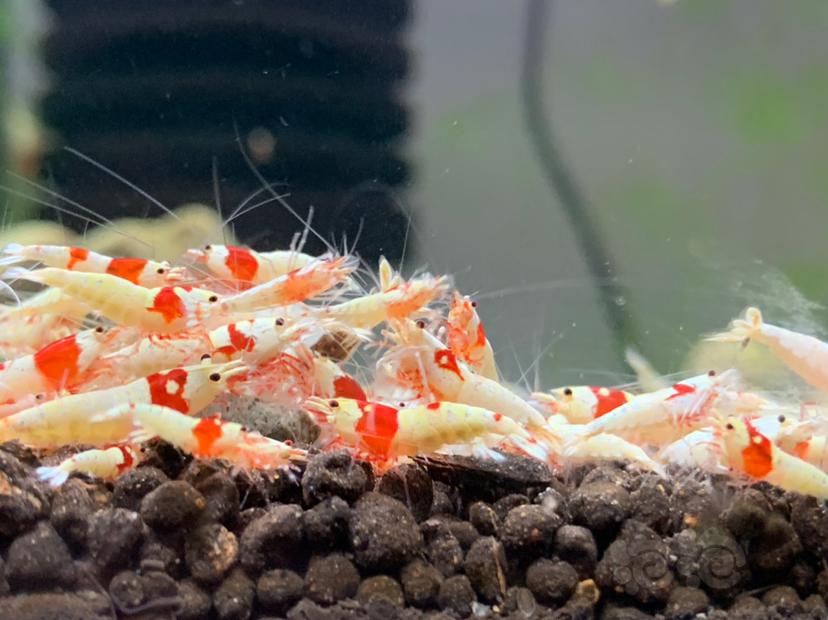 大家中午好啊，喜欢的水晶虾-图4