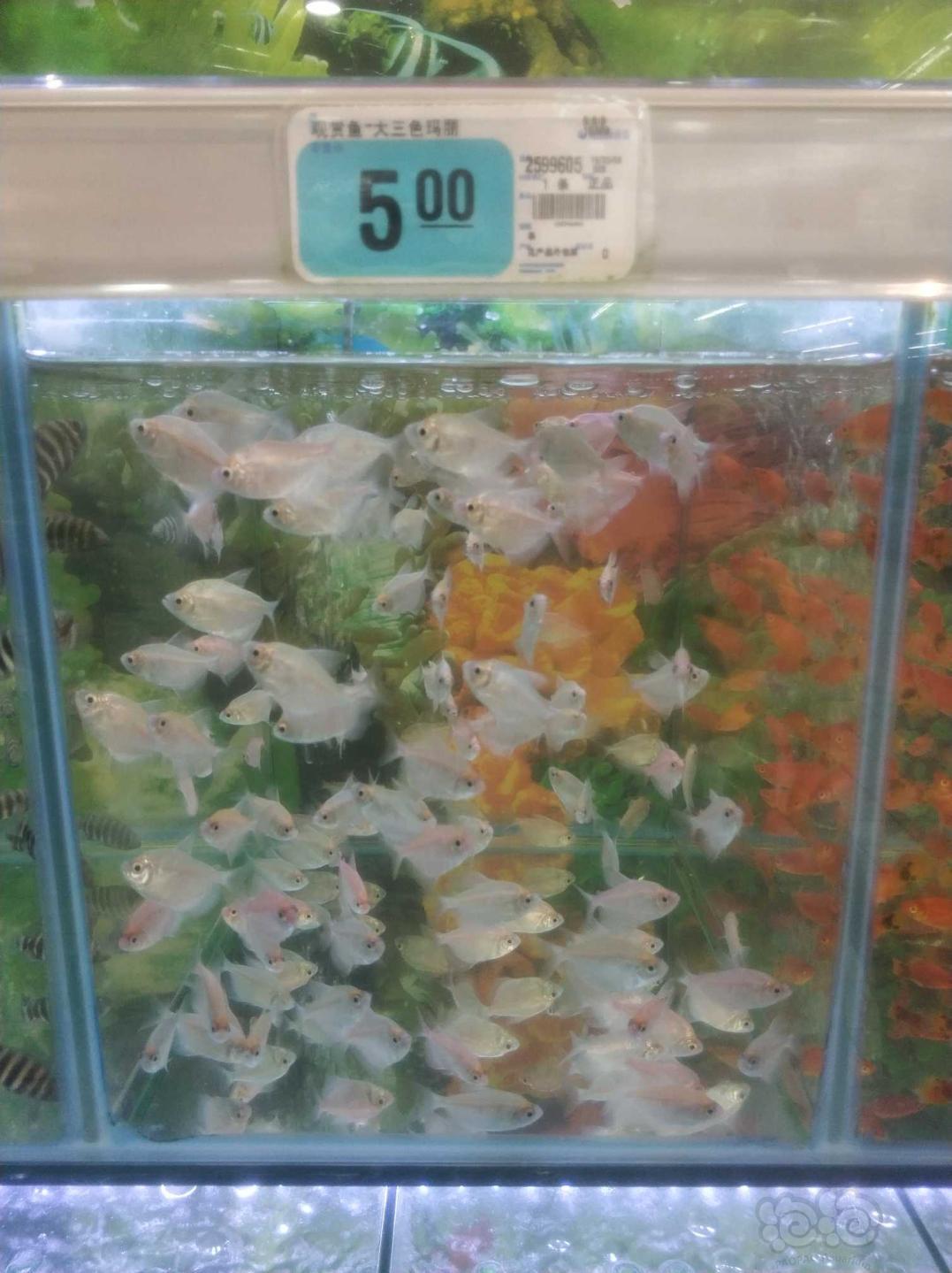 【其它】今天在超市看到这些鱼值得购买吗？-图1