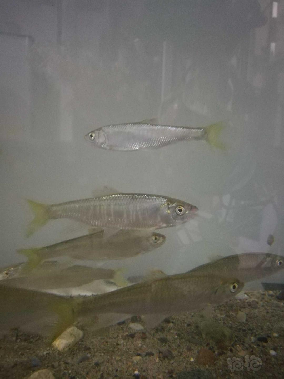 国内原生鱼捕到宽鳍鱲亚成体了