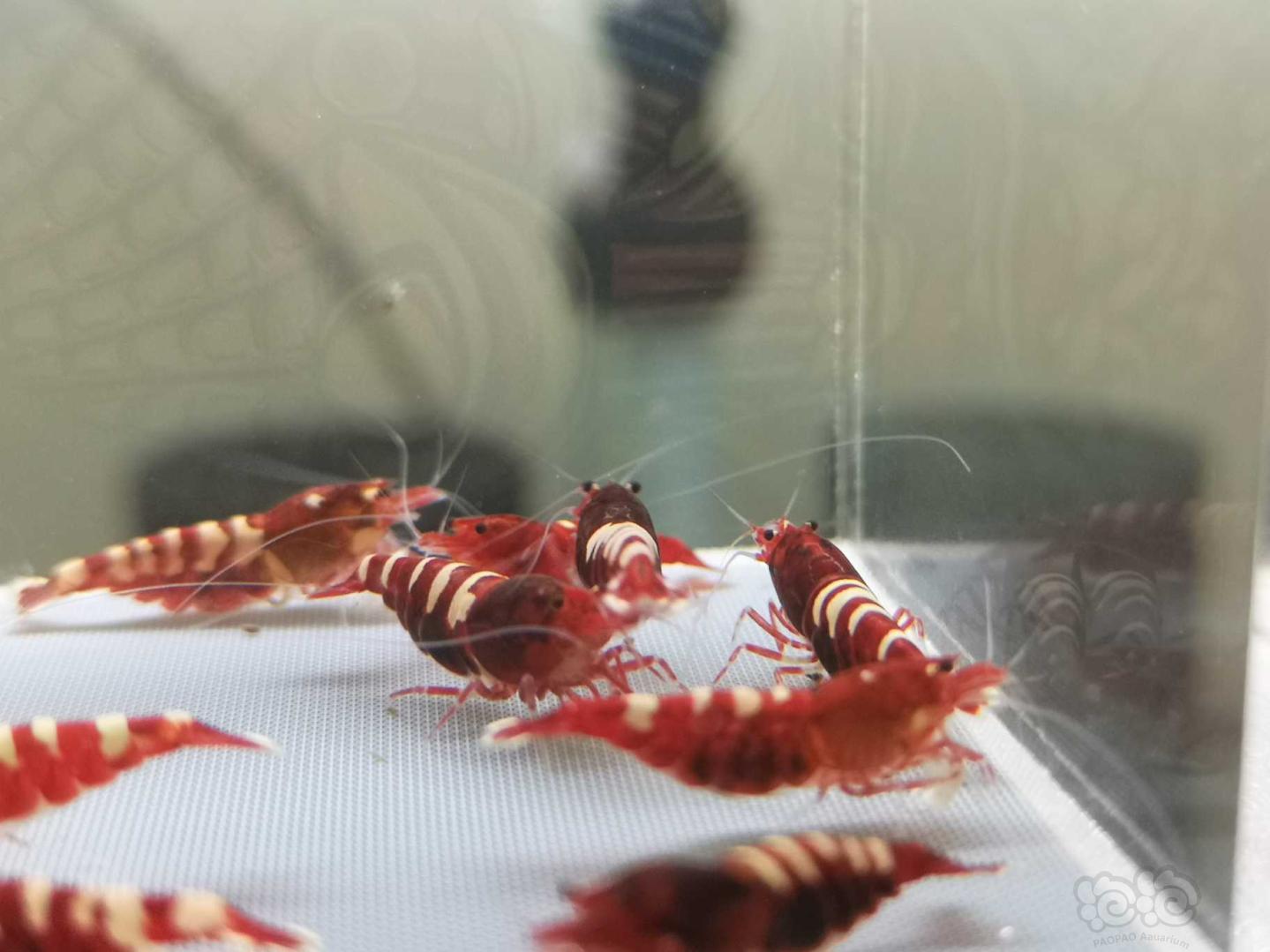 【虾】2019-07-31#RMB拍卖红姘头斑马繁殖组3公9母-图4