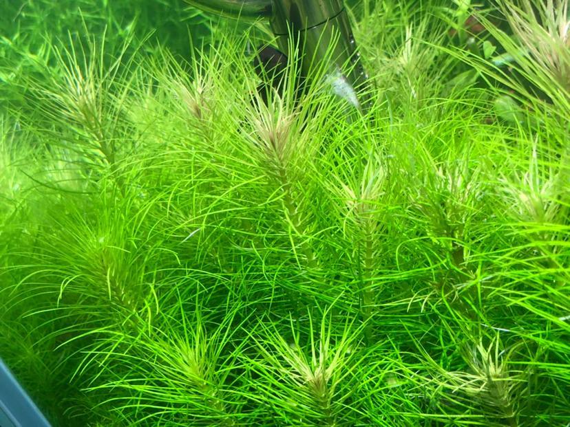 联系微信zs2563518除螺药一份(可用200升水,可杀螺,涡虫,水蛭之类软体