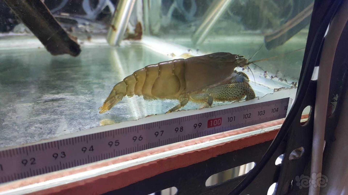 促销大号非洲巨网和普通橙兔螺巧克力兔螺