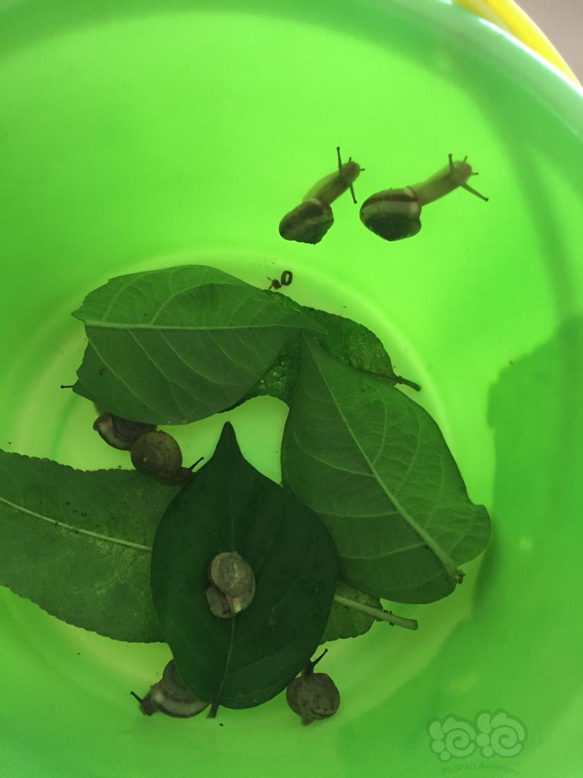 雨后小区抓的这种蜗牛🐌能放虾缸里吗，它们怕水吗-图1