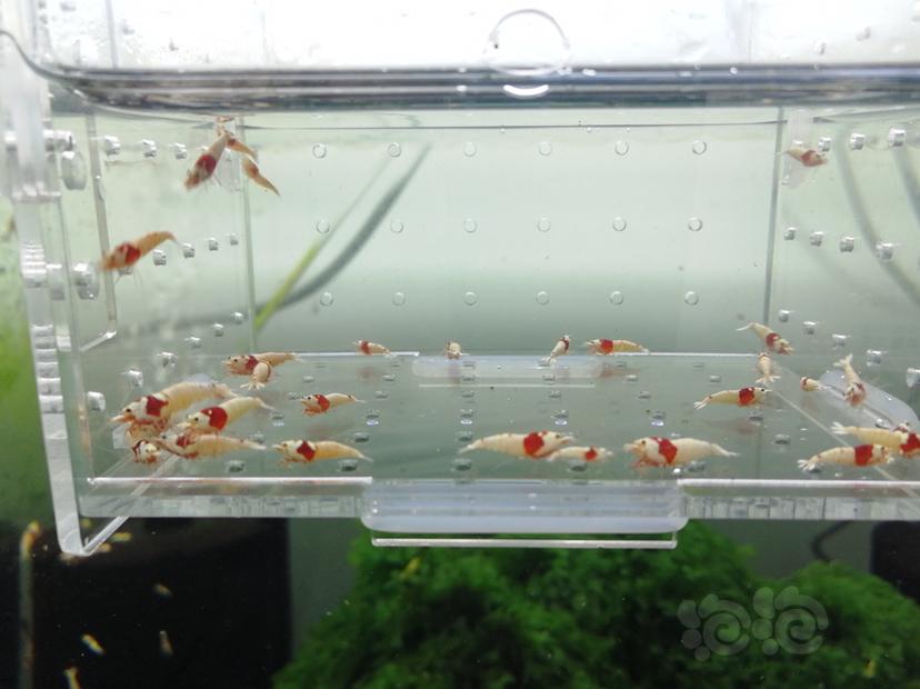 【虾】2019-07-15#RMB拍卖红白纯血白驱辉煌一份30只-图2