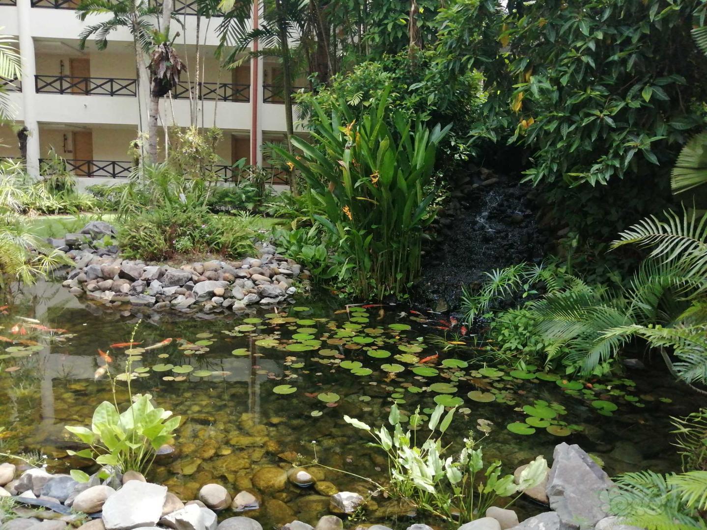 马来西亚香格里拉酒店的鱼池-图2