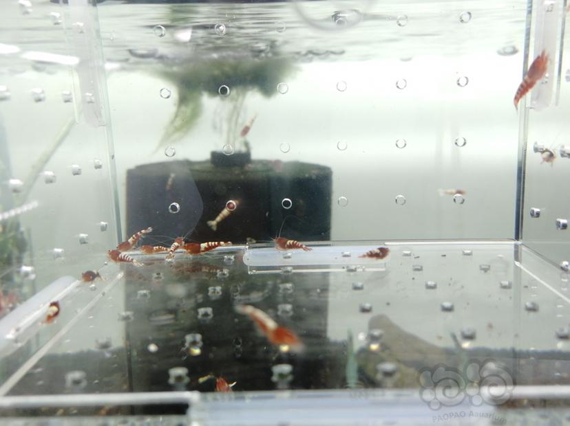 【虾】2019-07-06#RMB拍卖红斑马一份15只-图5