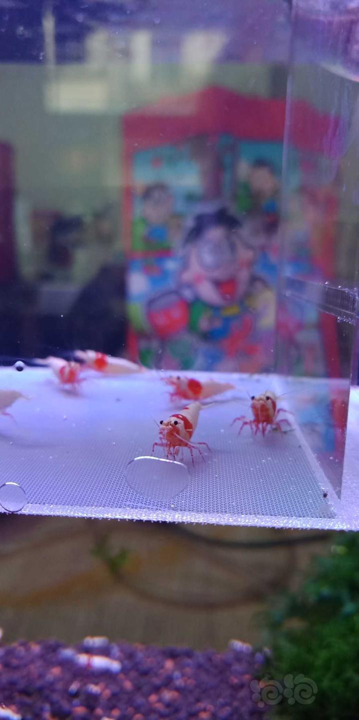 【虾】2019-08-19#RMB拍卖纯系红白水晶虾一份10只-图5