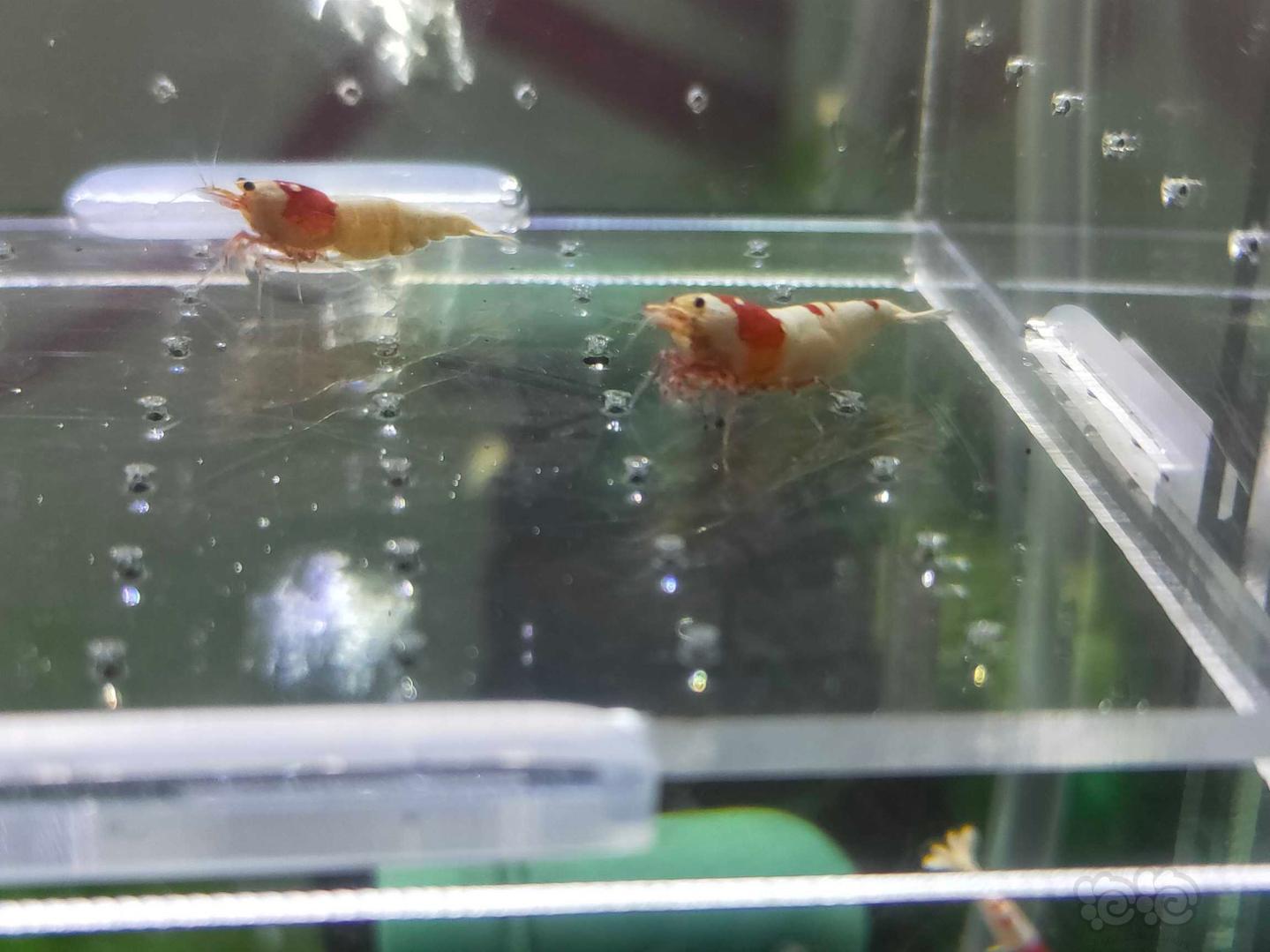 【虾】2019-08-27#RMB拍卖红白水晶虾4只-图8