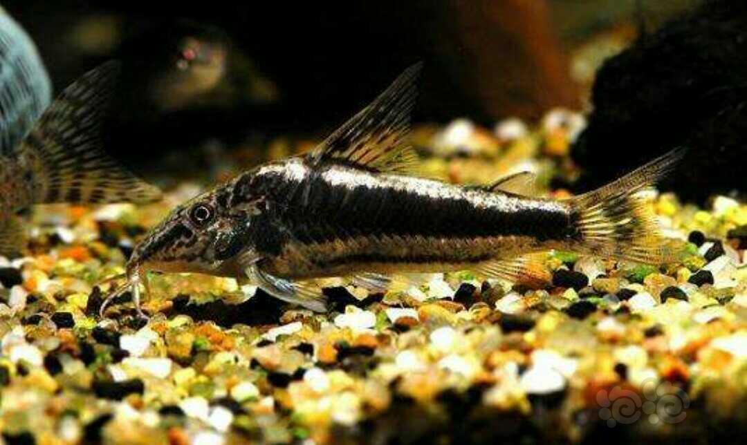 鼠鱼鼠鱼小篇②分类