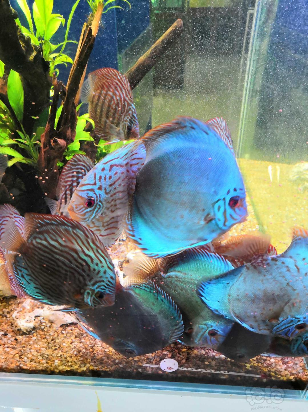 其它七彩神仙鱼