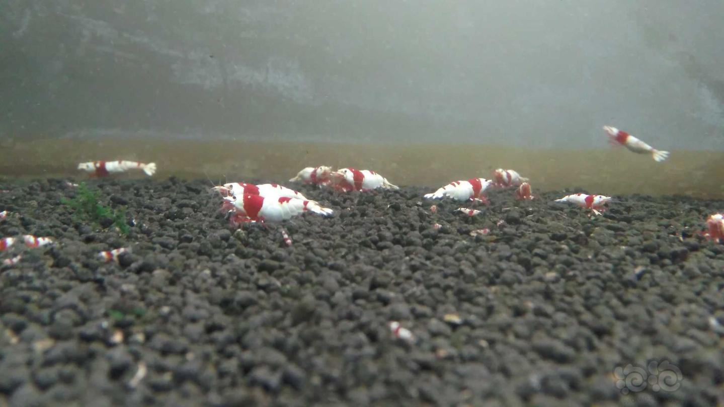 晒晒红白水晶虾-图2