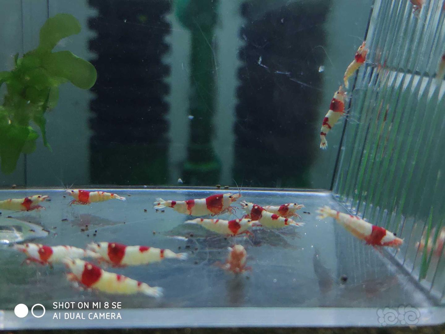 【虾】2019-08-21#RMB拍卖纯血红白提纯缸挑出的淘汰虾26只(1-1.4cm大小)-图2