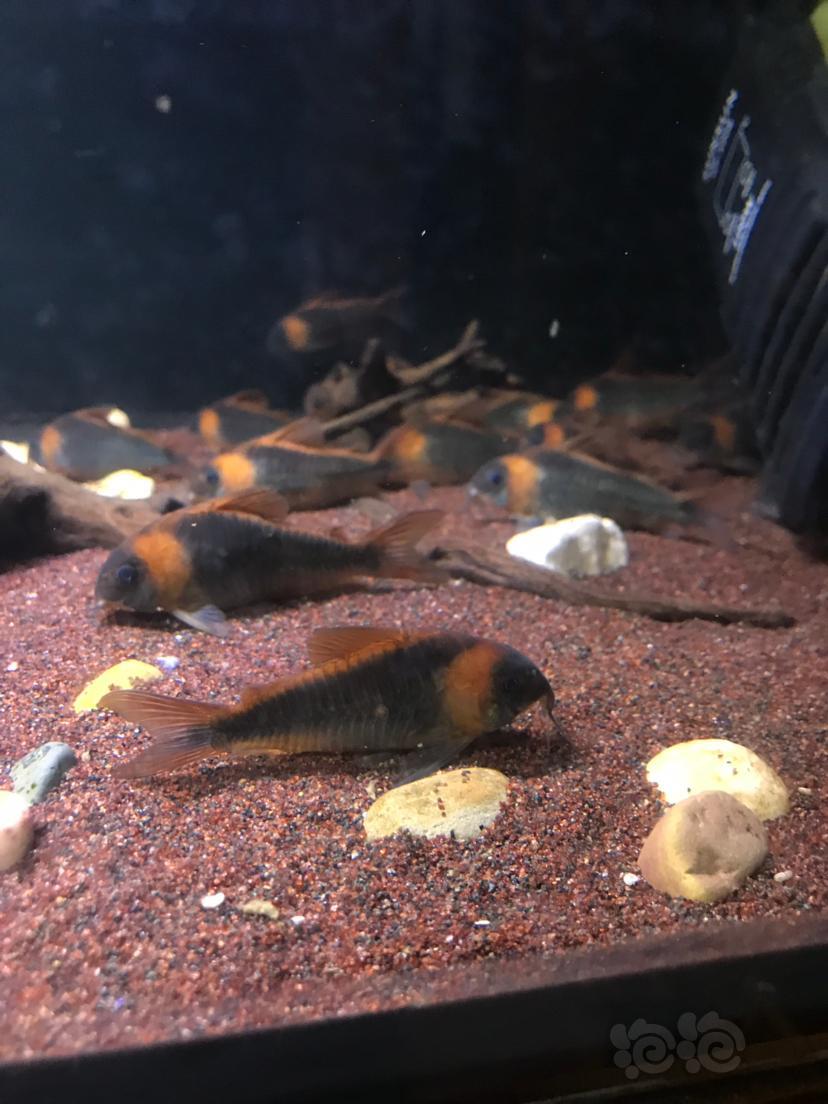 【鼠鱼】(鼠鱼)尼青鼠鱼