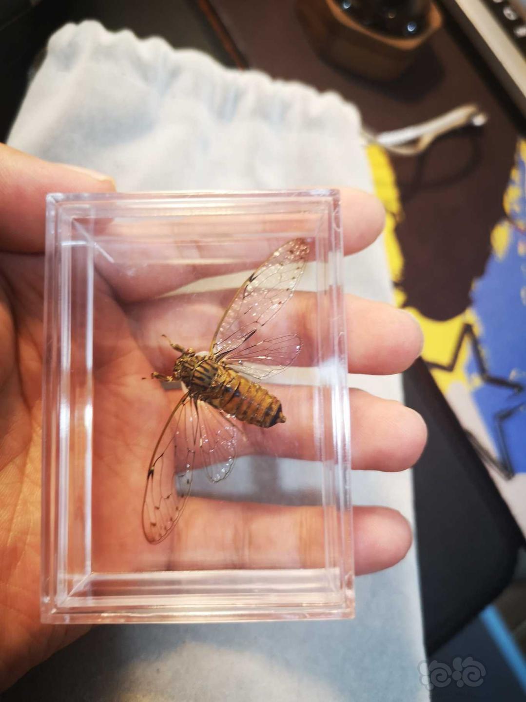 2019-08-04#rmb拍卖知了(蝉)标本一只