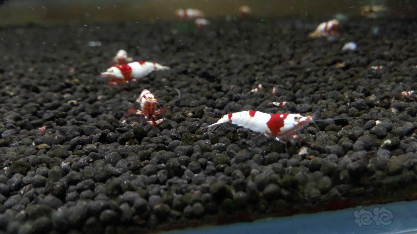 晒晒红白水晶虾-图4