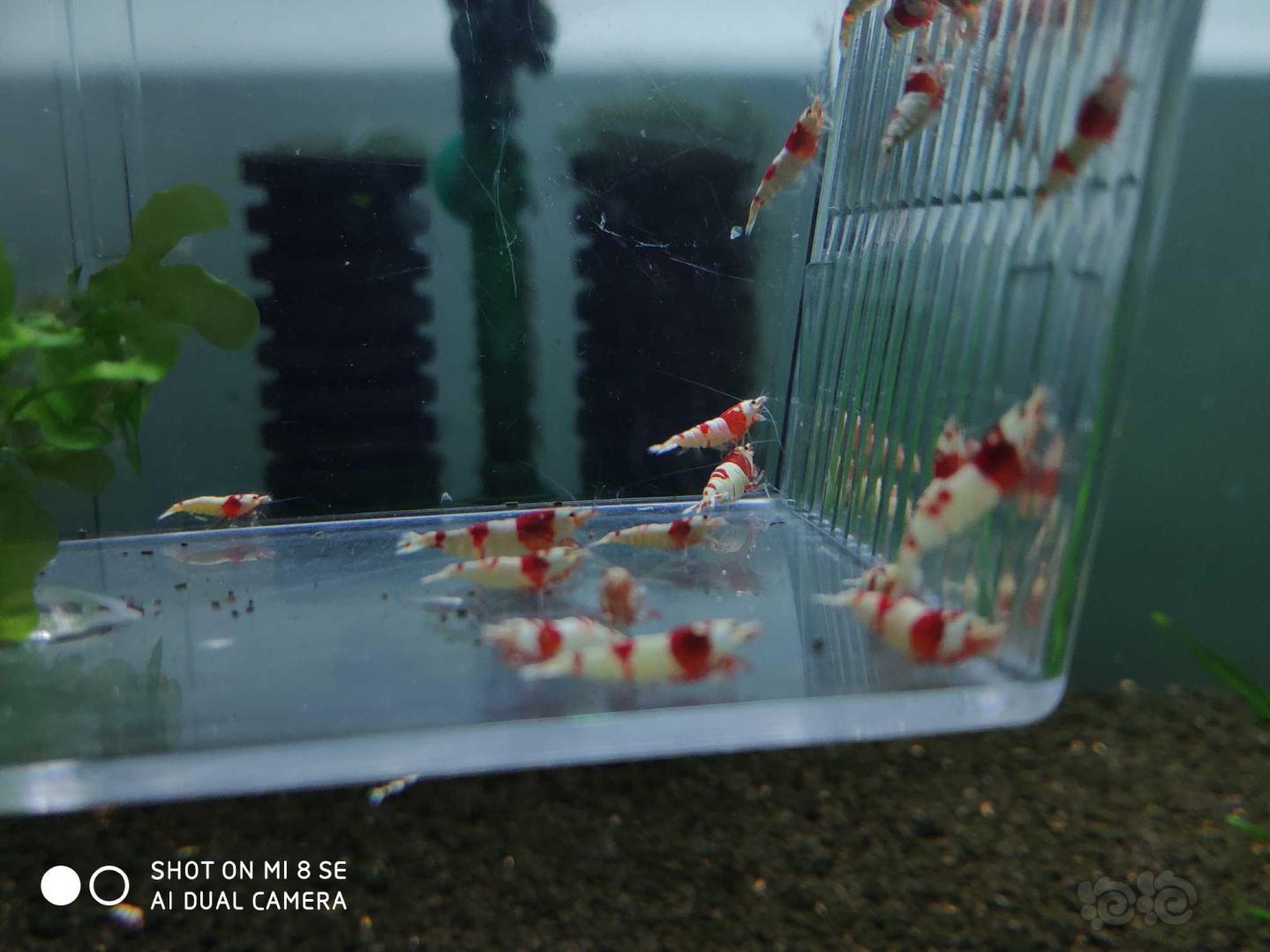 【虾】2019-08-21#RMB拍卖纯血红白提纯缸挑出的淘汰虾26只(1-1.4cm大小)-图1