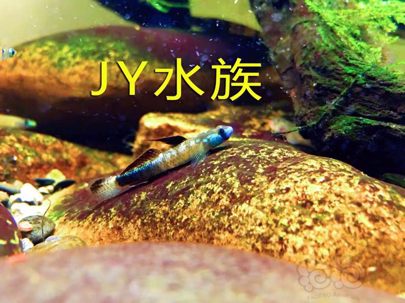 【热带鱼】虾虎，鰟鮍，原生鱼，鲤科鲫科-图4