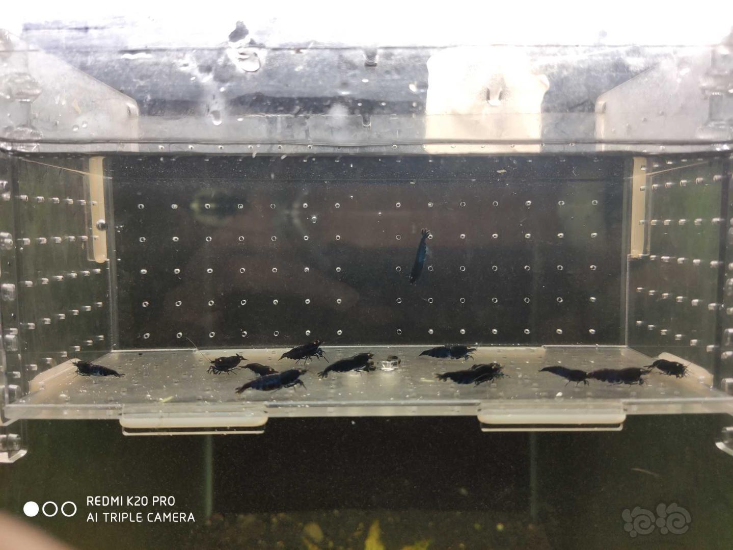 【虾】2019-8-28#RMB拍卖金眼蓝黑钻繁殖组5公13母-图4