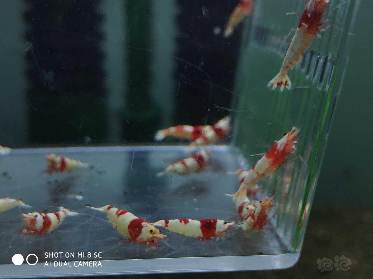 【虾】2019-08-21#RMB拍卖纯血红白提纯缸挑出的淘汰虾26只(1-1.4cm大小)-图6