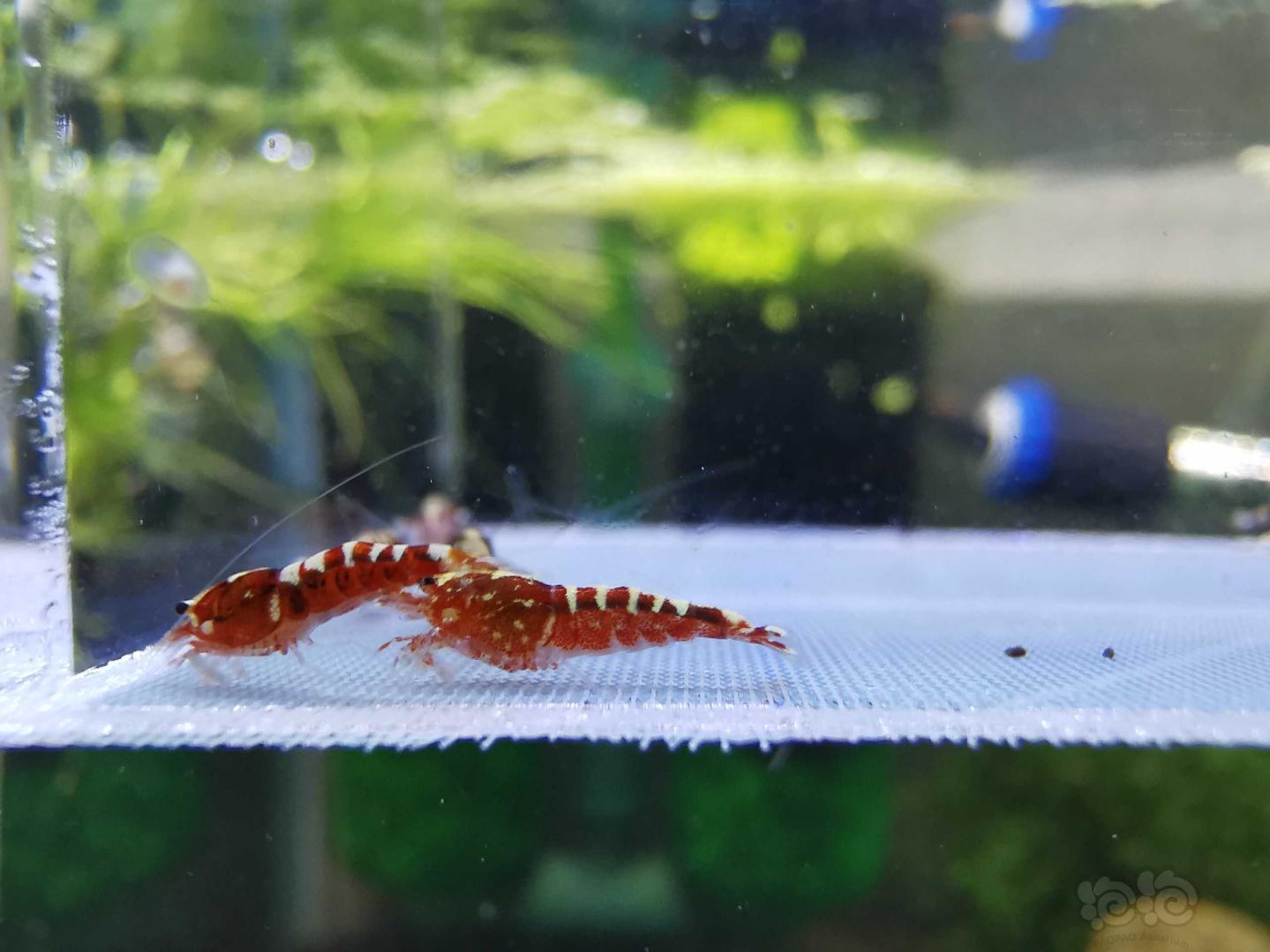 【虾】2019-08-31#RMB拍卖#红银河水晶虾一份15只-图1